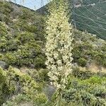 Hesperoyucca whipplei flower picture by Sheryl Davis (cc-by-sa)