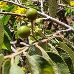 Grewia trichocarpa fruit picture by susan brown (cc-by-sa)