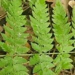 Dryopteris carthusiana leaf picture by Alexander Baransky (cc-by-sa)