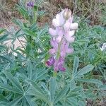 Lupinus hispanicus flower picture by Carlos Cabeza (cc-by-sa)