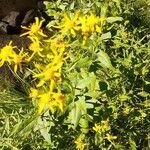 Senecio triangularis flower picture by Johnny Johnny Burgess (cc-by-sa)