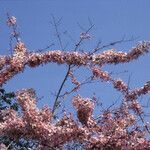 Cassia javanica habit picture by Daniel Barthelemy (cc-by-nc)