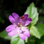 Epilobium alsinifolium flower picture by Denis Bastianelli (cc-by-sa)