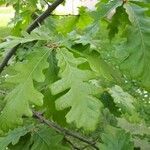 Quercus robur leaf picture by paolo desi (cc-by-sa)