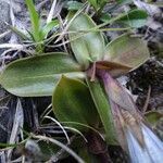 Gentiana clusii leaf picture by Alain Bigou (cc-by-sa)