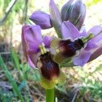 Ophrys tenthredinifera leaf picture by Daniel Bacellar (cc-by-sa)