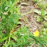 Potentilla tabernaemontani leaf picture by Clemens- August Ostermann (cc-by-sa)