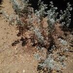 Artemisia arborescens habit picture by Jonathan Golan (cc-by-sa)