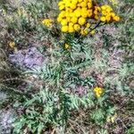 Tanacetum vulgare habit picture by Waldemar Zeja (cc-by-sa)