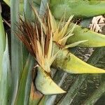 Ravenala madagascariensis flower picture by Daniel Barthelemy (cc-by-nc)