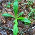 Digitalis lutea leaf picture by Fred Weller (cc-by-sa)