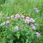 Centaurea phrygia habit picture by Ruben Kahrs (cc-by-sa)