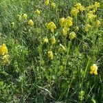 Primula veris habit picture by Jacques Zuber (cc-by-sa)