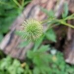 Geum aleppicum flower picture by overzealousbystrom (cc-by-sa)