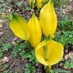 Lysichiton americanus flower picture by Susan Edwards (cc-by-sa)