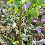 Helleborus odorus habit picture by Jani Zadrgal (cc-by-sa)