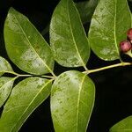 Picrasma excelsa leaf picture by Nelson Zamora Villalobos (cc-by-nc)