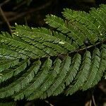 Senegalia hayesii leaf picture by Nelson Zamora Villalobos (cc-by-nc)