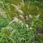 Calamagrostis arundinacea habit picture by elena🌞 dei boschi🌿 (cc-by-sa)