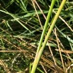 Juncus subnodulosus leaf picture by Nathan Torres (cc-by-sa)