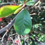 Chaenomeles japonica leaf picture by Sameline Richem-Mouhamed (cc-by-sa)