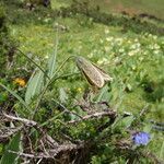 Fritillaria cirrhosa habit picture by Alan Elliott (cc-by-sa)