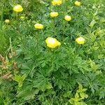 Trollius europaeus habit picture by Boris Turk (cc-by-sa)