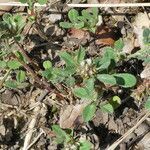 Trifolium scabrum habit picture by Llandrich anna (cc-by-sa)