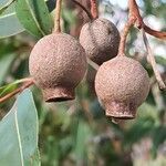 Corymbia ficifolia fruit picture by Rob Grummet (cc-by-sa)