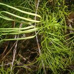 Lycopodium thyoides habit picture by Nelson Zamora Villalobos (cc-by-nc)