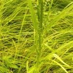 Cirsium brachycephalum leaf picture by Katalin Szitar (cc-by-sa)