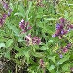 Salvia officinalis habit picture by michel cosme (cc-by-sa)