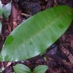 Pouteria virescens leaf picture by C. Geniez (cc-by-sa)