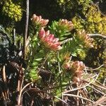 Sedum goldmanii leaf picture by Fabien Anthelme (cc-by-sa)