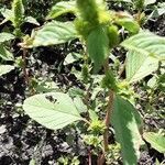 Amaranthus dubius leaf picture by njogu kelvin (cc-by-sa)