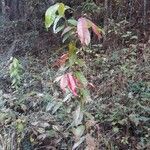 Oxydendrum arboreum habit picture by Eli Small (cc-by-sa)