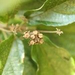 Dombeya punctata fruit picture by S. Dufour-Kowalski (cc-by-sa)