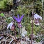 Calypso bulbosa flower picture by F Z (cc-by-sa)