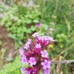 Verbena bonariensis flower picture by Kremer Rita (cc-by-sa)