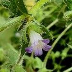 Campanula erinus flower picture by Acosta García Isabel (cc-by-sa)