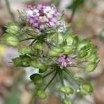 Iberis pinnata habit picture by Yoan MARTIN (cc-by-sa)