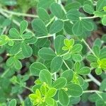 Baptisia tinctoria leaf picture by Shirley Hutcherson (cc-by-sa)