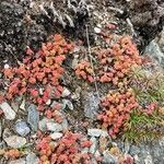 Sedum andegavense habit picture by Sans Attaches (cc-by-sa)