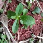 Stevia rebaudiana leaf picture by Alexandre Andrade (cc-by-sa)