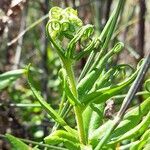 Pityrogramma trifoliata leaf picture by Trap Hers (cc-by-sa)