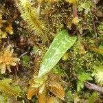 Cynorkis coccinelloides leaf picture by Schnittler Martin (cc-by-sa)