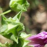 Malva punctata fruit picture by Roberto Righini (cc-by-sa)