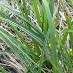 Carex distachya leaf picture by Llandrich anna (cc-by-sa)