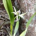 Prosthechea fragrans flower picture by nogueira cirene (cc-by-sa)