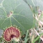 Aristolochia fimbriata flower picture by Luján Biohuellas (cc-by-sa)